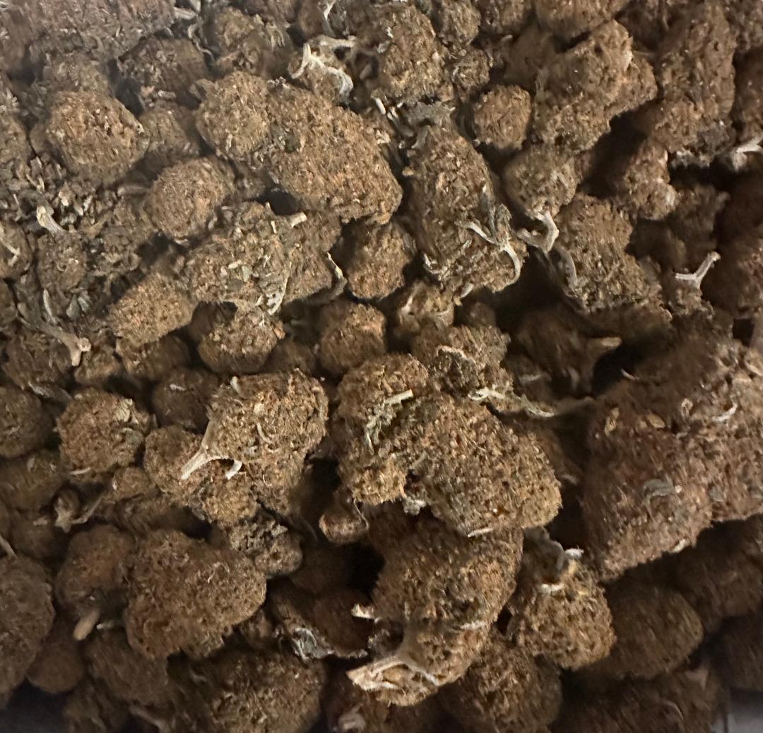 MEXICAN BRICK WEED