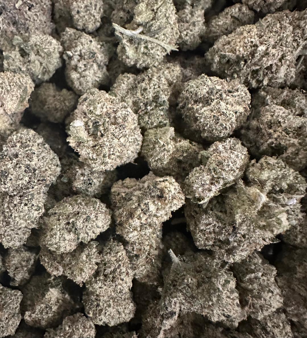 PAKISTANI HASH PLANT