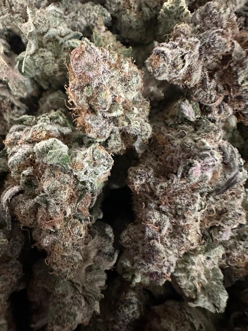 RAINBOW MIMOSA FIRE!!
