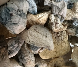BLUE ALBINO SHROOMS